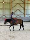 Merrie Ras onbekend Te koop 2010 Donker bruin / bai