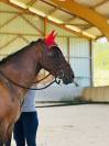 Merrie Ras onbekend Te koop 2010 Donker bruin / bai