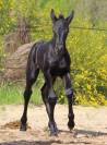 Pouliche bleue roan murgese x frison