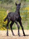 Pouliche bleue roan murgese x frison