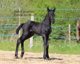 Pouliche bleue roan murgese x frison