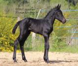 Pouliche bleue roan murgese x frison
