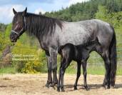Pouliche bleue roan murgese x frison