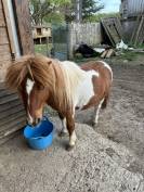 Poney ONC pie 