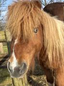 Poney ONC pie 