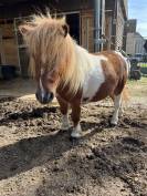Poney ONC pie 