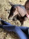 Foal AQPS pour courses