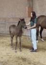 Foal AQPS pour courses