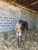 Foal AQPS pour courses