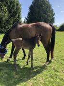 Foal AQPS pour courses