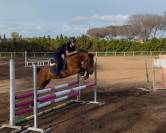 Super pony in vendita del 2011