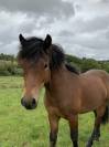 Dekhengst Dartmoor Te koop 2024 Donker bruin / bai