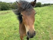 Dekhengst Dartmoor Te koop 2024 Donker bruin / bai