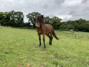 Dekhengst Dartmoor Te koop 2024 Donker bruin / bai