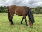 Dekhengst Dartmoor Te koop 2024 Donker bruin / bai