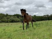 Dekhengst Dartmoor Te koop 2024 Donker bruin / bai