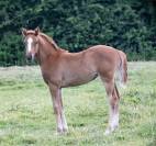 pouliche père poney et mère SF