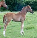 pouliche père poney et mère SF