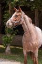 Ponette de 2 ans souche Europe 