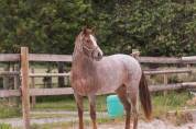 Ponette de 2 ans souche Europe 