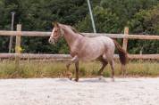 Ponette de 2 ans souche Europe 