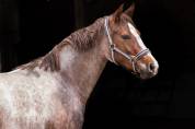 Ponette de 2 ans souche Europe 