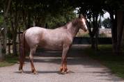 Ponette de 2 ans souche Europe 