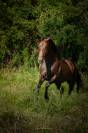 CHEVAL SPORT LOISIR