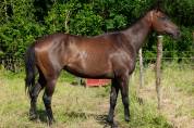 CHEVAL SPORT LOISIR