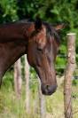 CHEVAL SPORT LOISIR