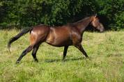 CHEVAL SPORT LOISIR