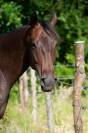CHEVAL SPORT LOISIR