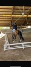 Cavallo olandese C