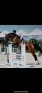 Cavallo olandese C