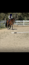 Cavallo olandese C