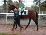 Beau cheval de 5 ans pour bon cavalier