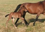 Poulain Bai Dressage