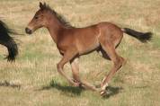 Poulain Bai Dressage