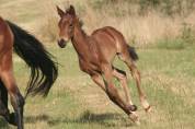 Poulain Bai Dressage
