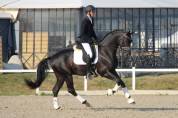 Poulain Bai Dressage