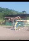 Pony 4yo femmina 