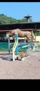 Pony 4yo femmina 