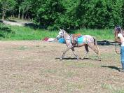 Pony 4yo femmina 