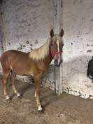 Poulain de 1 an