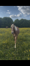 Poulain de 1 an