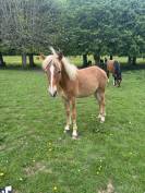 Poulain de 1 an