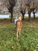 Poulain de 1 an
