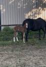 Une future star du CCE ou du dressage!