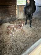 Une future star du CCE ou du dressage!