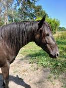 Vd cheval de 7 ans